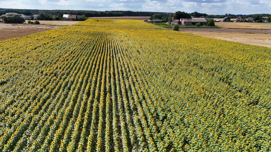 Stunning aerial photo of a vast sunflower field under a blue sky in Poland, showcasing agricultural beauty.