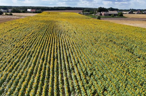 Stunning aerial photo of a vast sunflower field under a blue sky in Poland, showcasing agricultural beauty.