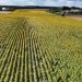 Stunning aerial photo of a vast sunflower field under a blue sky in Poland, showcasing agricultural beauty.